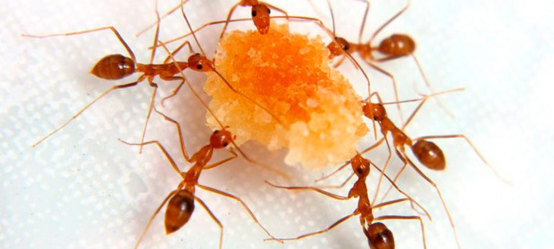 Formigas podem transmitir mais doenças que baratas
