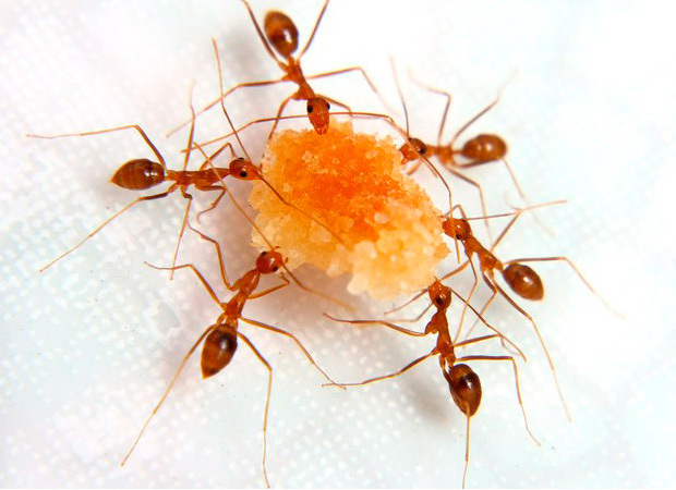Formigas podem transmitir mais doenças que baratas