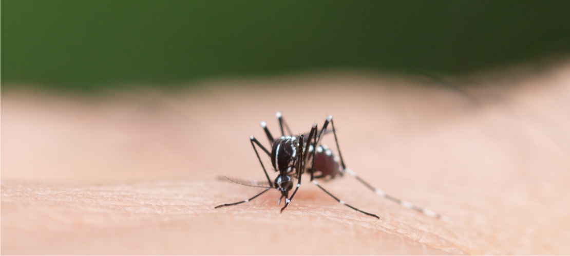 Alerta Verão: a estação preferida do Aedes Aegypti